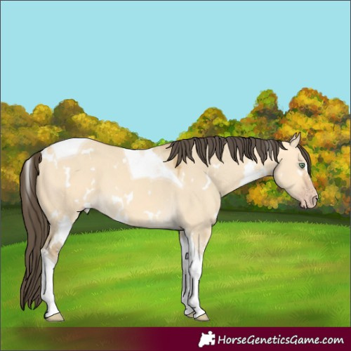 Horse Color:White Spotted Amber Cream Champagne Dun Tobiano 