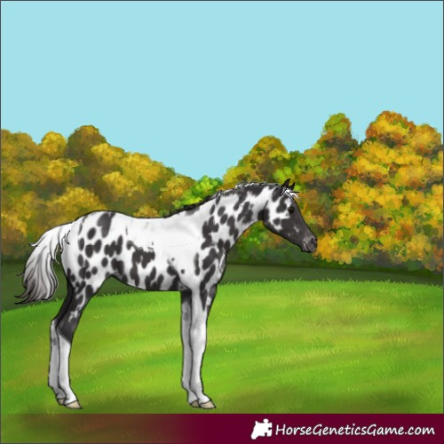 Horse Color:Smoky Black Tobiano Appaloosa 