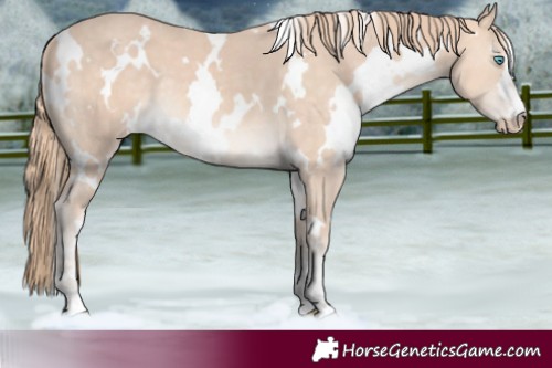 Horse Color:White Spotted Perlino 