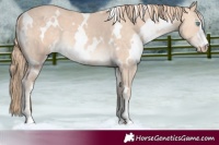 Horse Color:White Spotted Perlino