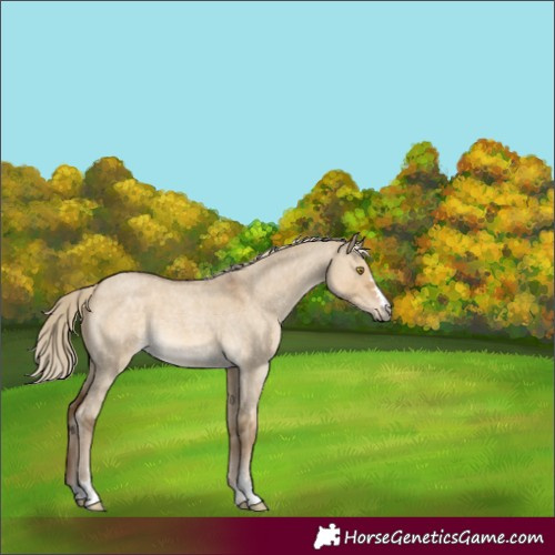Horse Color:Chocolate Palomino Roan Dun 