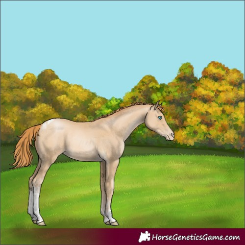 Horse Color:Buckskin Pearl Tobiano 