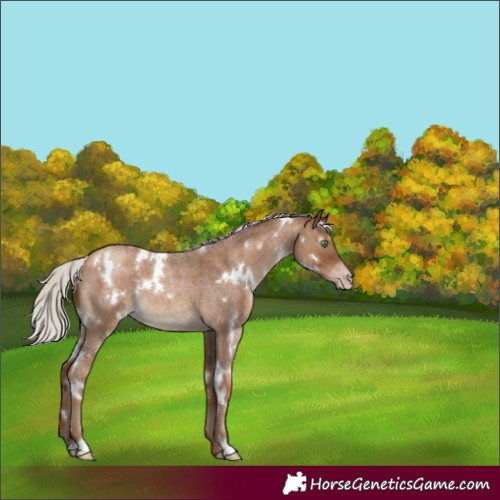 Horse Color:Gray White Spotted Silver Classic Champagne Roan 