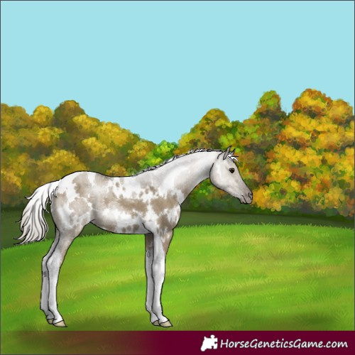 Horse Color:White Spotted Silver Smoky Grullo Tobiano 