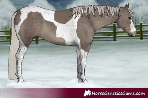 Horse Color:Silver Black Tobiano 