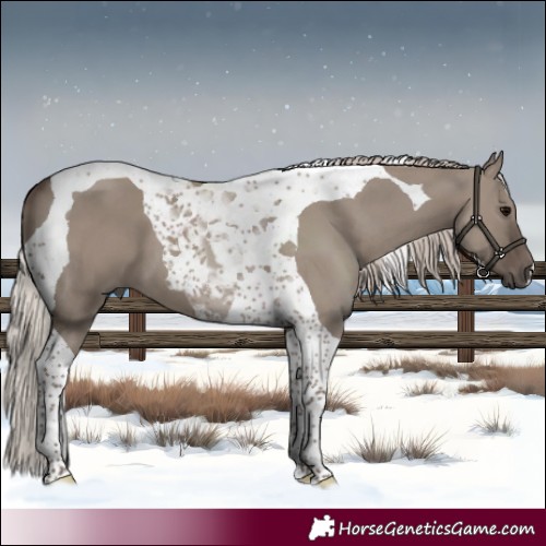 Horse Color:Silver Grullo Tobiano 