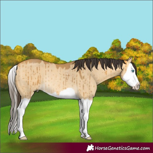 Horse Color:Buckskin Dun Splash Rabicano Brindle 