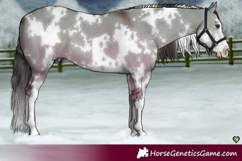Horse Color:White Spotted Liver Red Dun Sabino 