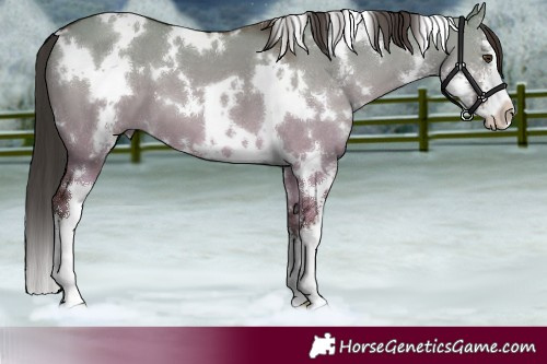 Horse Color:White Spotted Liver Red Dun Sabino 