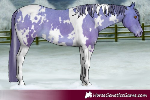 Horse Color:White Spotted Buckskin Tobiano Blanket 