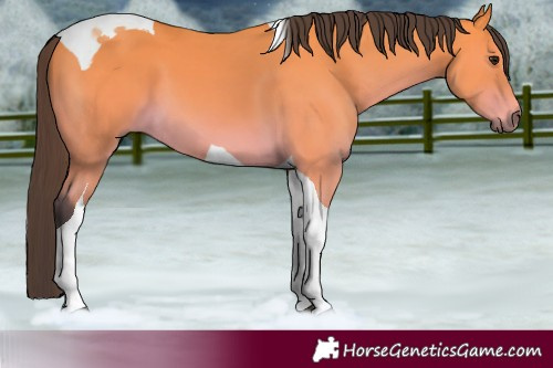 Horse Color:Buckskin Tobiano 