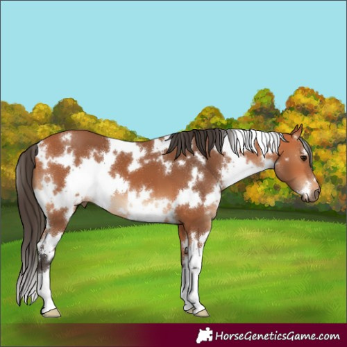 Horse Color:White Spotted Bay 
