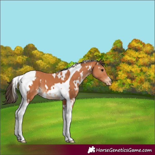 Horse Color:White Spotted Bay Tobiano Appaloosa 