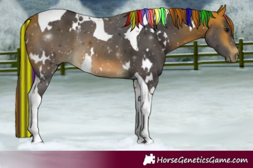 Horse Color:Painted White Spotted Buckskin Tobiano 