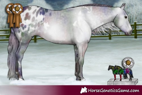 Horse Color:Gray Nacre White Spotted Black Appaloosa 