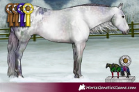 Horse Color:Gray Nacre White Spotted Black Appaloosa 