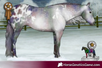Horse Color:Gray Nacre White Spotted Black Appaloosa 