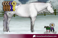 Horse Color:Gray Nacre White Spotted Black Appaloosa 