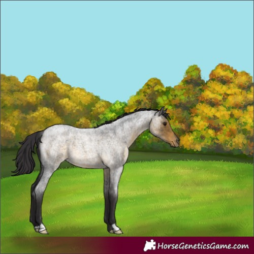 Horse Color:Buckskin Roan 
