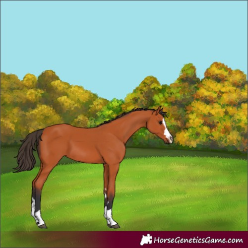 Horse Color:Bay 