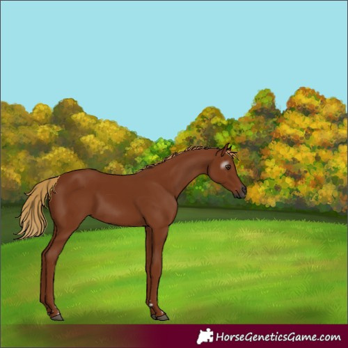 Horse Color:Gray Chestnut 