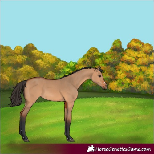 Horse Color:Bay Dun 