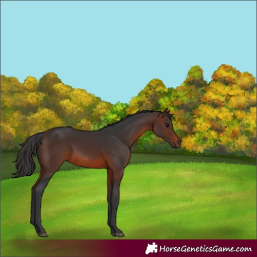 Horse Color:Brown 