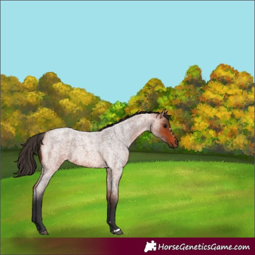 Horse Color:Bay Roan 