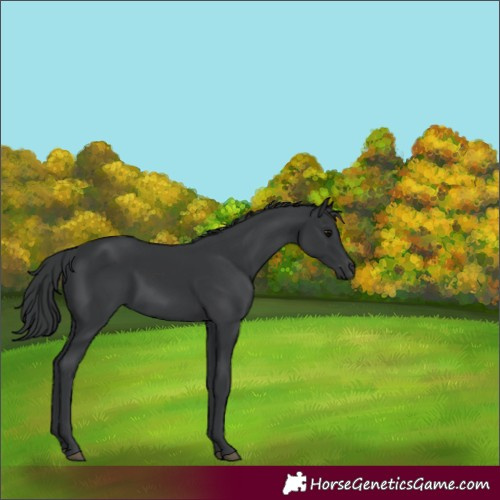 Horse Color:Black 