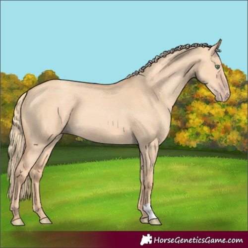 Horse Color:Gold Champagne Dun 