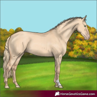 Horse Color:Gold Champagne Dun 