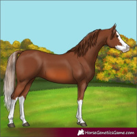Horse Color:Chestnut Splash 