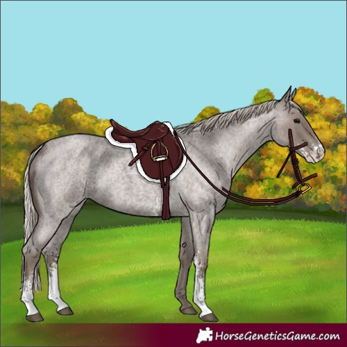 Horse Color:Silver Blue Roan Sabino 