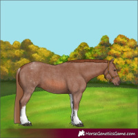 Horse Color:White Spotted Chestnut Sabino