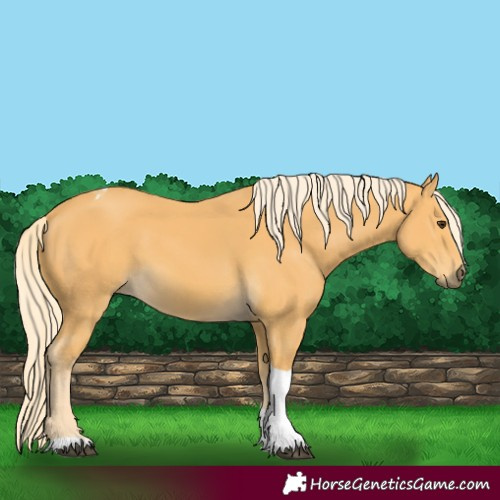 Horse Color:Palomino Tobiano 