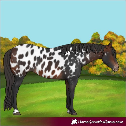 Horse Color:Brown Near Leopard 