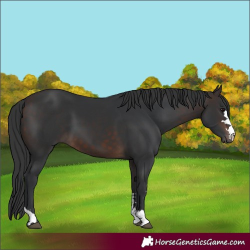Horse Color:Brown 