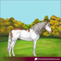 Horse Color:White Spotted Silver Bay Splash Frame Appaloosa Rabicano