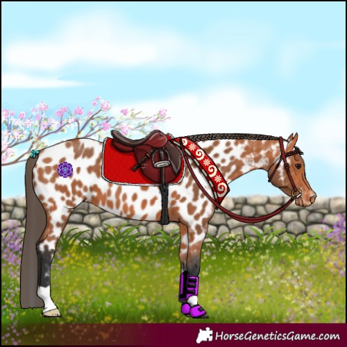 Horse Color:Bay Appaloosa 