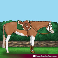 Horse Color:Chestnut Splash 