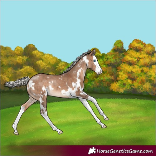 Horse Color:White Spotted Silver Bay Dun Splash Rabicano Brindle