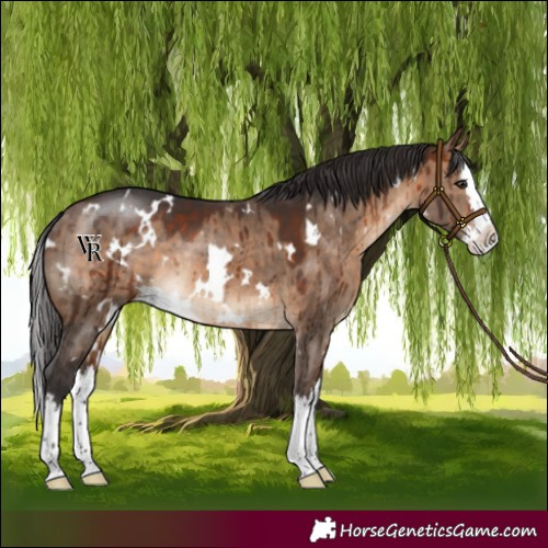 Horse Color:White Spotted Bay Dun Splash Rabicano Brindle 