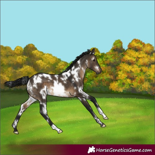 Horse Color:Gray White Spotted Brown Dun
