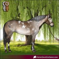 Horse Color:Gray White Spotted Bay Dun 