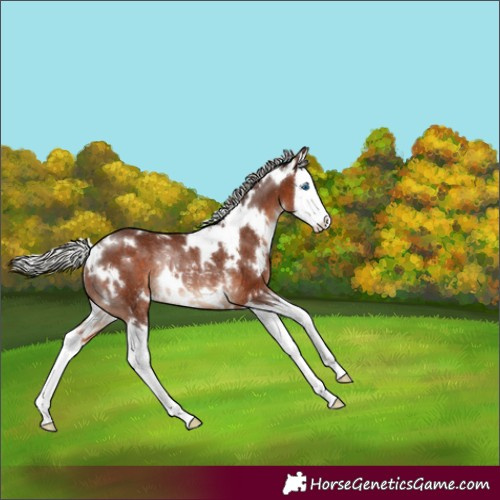 Horse Color:White Spotted Silver Bay Splash Rabicano