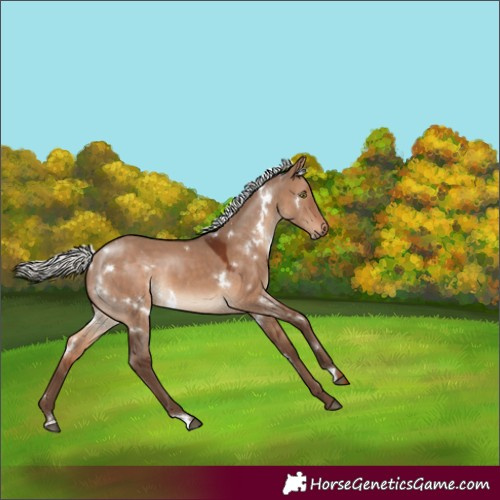 Horse Color:White Spotted Silver Bay Dun 