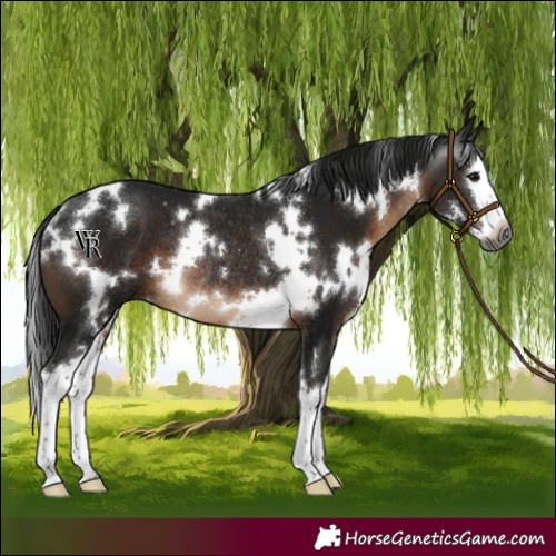 Horse Color:Gray White Spotted Brown Splash Rabicano 