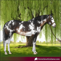 Horse Color:Gray White Spotted Brown Splash Rabicano