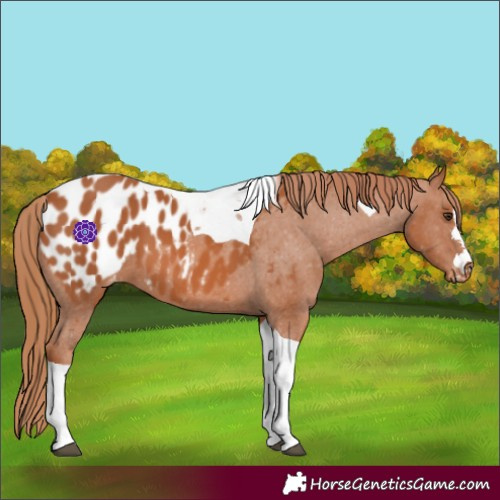 Horse Color:Chestnut Tobiano Appaloosa 