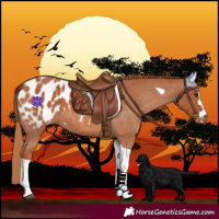 Horse Color:Chestnut Tobiano Blanket 